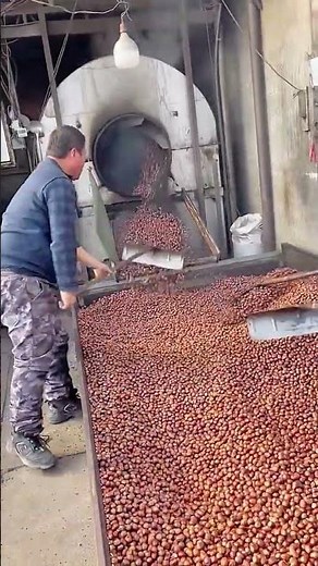 Castanea henryi drum drying process