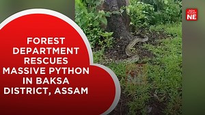Forest department rescues massive python in Baksa district, Assam In a remarkable rescue operation, the forest department of Assam successfully recovered a sizable python from the premises of a family in Dologaon, located in the Govardhana area of Baksa district. #assam #manasnationalpark #python #snake | IndiaToday NE | Facebook