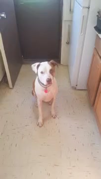 8.7K views · 108 reactions | These furry heroes-in-training showcase their dedication, intelligence, and unwavering loyalty in the noble pursuit of serving those in need. | Rumble | Facebook