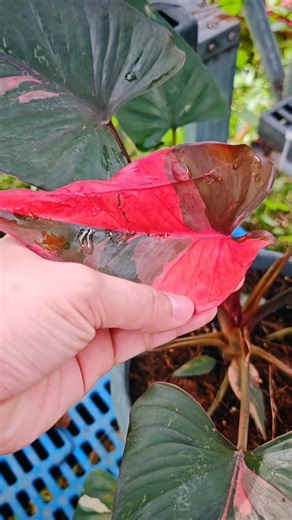 4.2K views · 122 reactions | Look at those striking shades of pink & green Homalomena Aromatica Pink Diamond!  Truly a collector’s gem Perfect for plant lovers who want something rare and unique in their collection.  Send me a message if you’d love to own this beauty!  @topfans #Homalomena #PinkDiamond #PlantForSale | LynLyn Official | Facebook