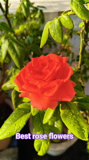 My Beautiful Rose Garden Tour 🌹 | Nature’s Beauty 🌹✨🪻 #flowers #nature #desertrose #rose #shorts