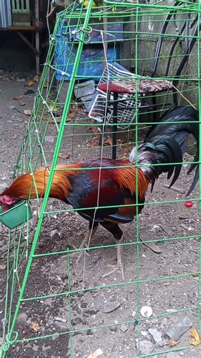 lemon sweater🐓👌