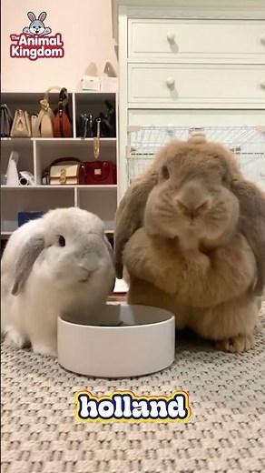 Low-Maintenance Rabbit Breeds You’ll Love