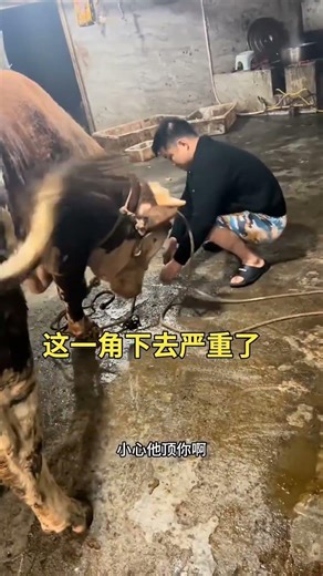 Hardworking Farm Cow | Real Country Life on the Farm 🐄