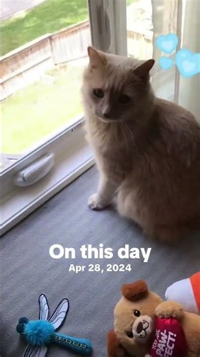 Cosmo the cat #sweetbabies #sweetheartbabies #catcat #cat