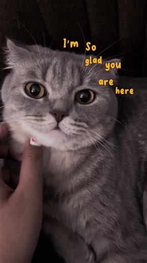 โตแย้ววว #แมว #cat #scottishfold #สก็อตติชโฟลด์