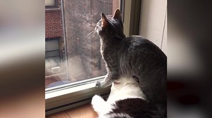 Cats...cats everywhere 😻 | Try Not to Laugh