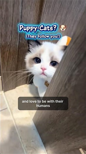 The "Puppy" of the Cat World! (Meet the Ragdoll) #ragdolls #ragdollcat #catfacts #catbreed #puppycat