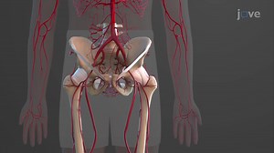 Video: Arteries of Lower Limbs