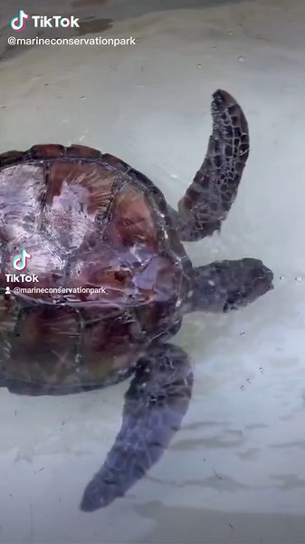 Exploring Floating Syndrome in Turtles