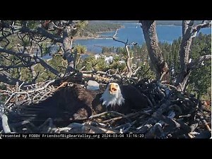 Shadow and the ravens FOBBV CAM Big Bear Bald Eagle Live Nest - Cam 1 / Wide View - Cam 2