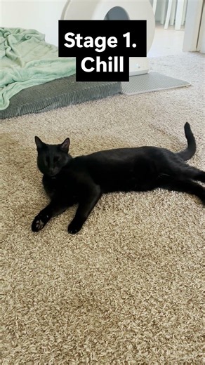 This is What True Cat Nip Addiction Looks Like
