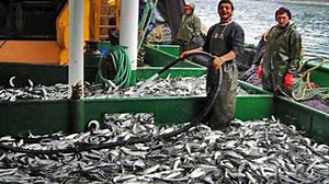 232K views · 212 shares | Amazing big catch fish on the ship modern - Catch hundreds of tons of fish in the ocean | Sea Fishing | Facebook