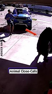 Animal Close-Calls | Monica Brant