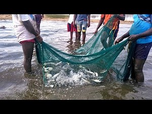 traditional net fishing in river /tamilnadu fishermen