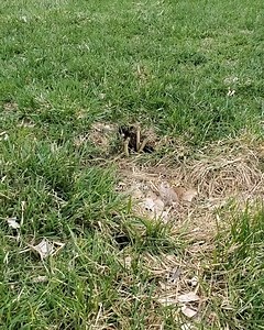 A group of snakes stop and stare at the guy recording them! | MetDaan Fashion