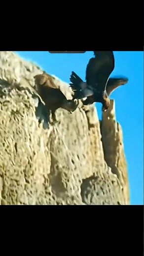 eagle drags a moutain goat down the cliff.