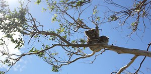 Koalas sniff out juicy leaves and break down eucalypt toxins – it’s in their genome