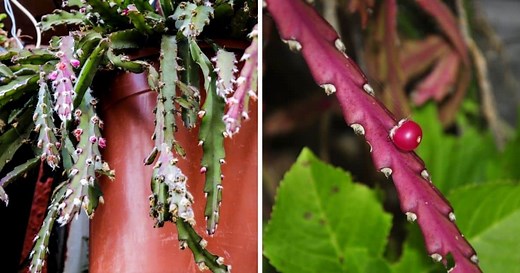 Hurricane Cactus (Lepismium Cruciforme) Ultimate Care Guide