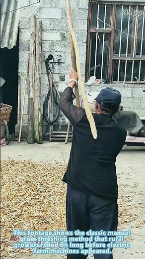 Traditional manual grain threshing old rural farming method