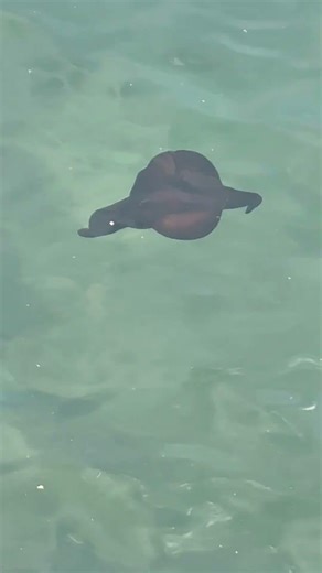 The Atlantic Black Sea Hare 2/22/26 #oceanlife #atlanticblackseahare #seacreatures