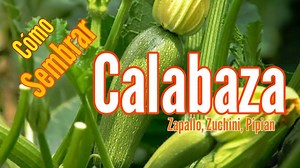 Hoy te enseño la siembra de Calabaza, Zapallo, Zuchini, Pipian, Calabacín. Esta técnica es la que yo uso y siempre me ha funcionado muy bien. Con frecuencia prefiero sembrar las semillas grandes directamente en la tierra para no maltratar la planta y que no se vea afectada por el trasplante. Asegúrate de sembrar dos semillas como mínimo para que al menos tengas la germinación exitosa de una planta, de esta forma evitarás contratiempos y además aseguras una planta a tiempo. Lindo día tenga querid