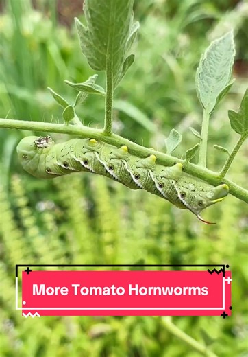 Effective Ways to Manage Tomato Hornworms in Your Garden