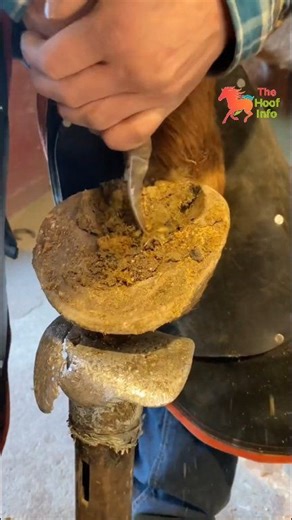 Horses evolved to move miles a day on their hooves🐴😊 #horseUSA #americanhorseowners #hoofcare #equineeducation #farrierlife #americanfarrier | The Hoof Info