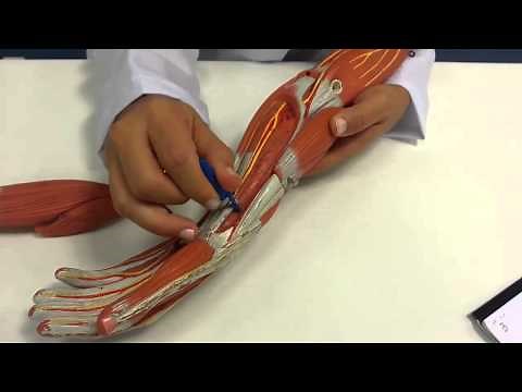 Músculos do Antebraço