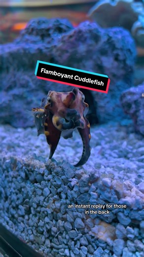 Flamboyant Cuddlefish Facts Revealed