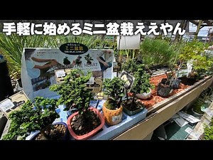 【ホームセンターでよく見かける】ミニ盆栽が種類豊富で楽しそう【園芸】【ガーデニング】