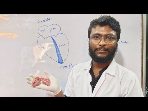 Anatomy Of Heart 🫀|| Physiology || Real Heart Of Mammals (Goat) || NEET || Atomic Life ™