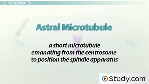 Mitotic Spindle | Definition, Formation & Function