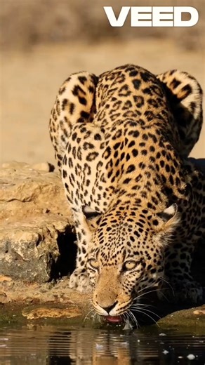 Keeping a leopard as a domestic animal is not safe. #leopard #domestic #wildlife #documentary
