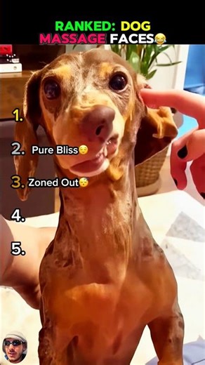 RANKED: DOGS MASSAGE FACES #dogsreaction #dogshorts