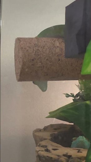 🦎 Agile Descent: Watch This Giant Day Gecko Navigate Its Habitat! 🌿✨
