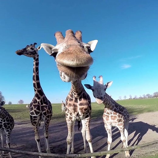 6.3M views · 61K shares | You need to see these silly giraffes! | The Pet Collective | Facebook
