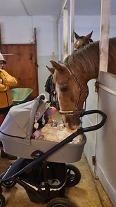 Coco comforting baby Pennie❤ #horse #horsesofreels #horsereels | Horse tales