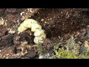 Larve de capricorne dans une souche d'arbre