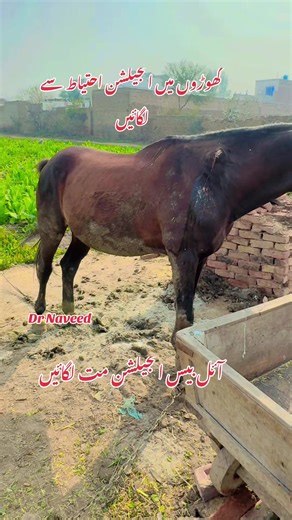 Safe Injection Practices for Horses by Dr. Naveed