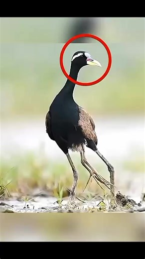 Cute and Funny Animal Moments You'll Love