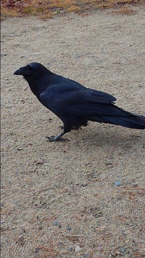 Close Encounter with a Friendly Raven Eating Nuts in 4K