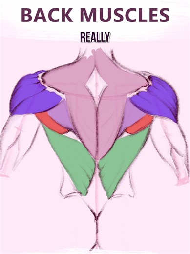 The easiest way to draw back muscles instead of bubbly something-something, is this really simple structure. First draw just a moon curve and two triangles, so they split the curve into 3 parts. The height of our scapula is a bit less than half of this curve. The upper arm is twice as big. Yes we really need it here. Now you need three simple shapes: The first one the arrow, or our trapezius it goes from our spine to the scapula spine, like this, at the top edge, The next shape is the garlic - o