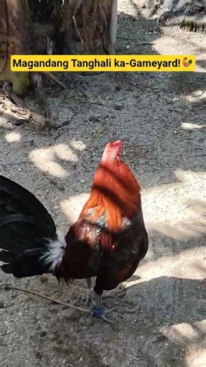Mainit na Tanggali☀️ #manok #chicken #gallos #ayam #shorts