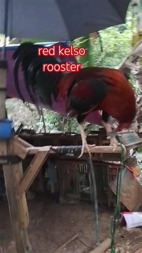 red kelso rooster #manok #birds #rooster #ayam #gallos #rooster #chickenbreeds #chickentypes