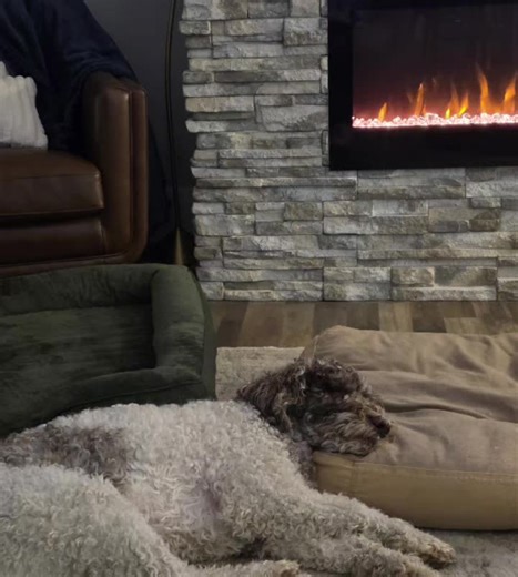 The sleeping doodle , crazy positions start at birth, train wreck, frog legs. You know the drill.#goldendoodle ##labradoodle #sleepydog #mydog #puppy