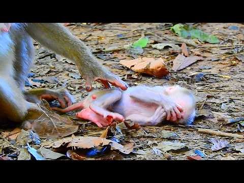 Newborn baby willingly sleeps on the ground while its mother ignores it