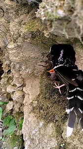 Spotted Forktail (斑背燕尾,Enicurus maculatus) feeds the young. Stunning galaxy-like white spotting on the back separates this species from all other forktails. ❤️❤️❤️ #China #nature #birds #wildlife #travel #peace #beauty #beautiful #love | Lin hillside