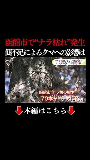 👆本編はこちら👆【ナラ枯れでクマ出没増加？】北海道で「ナラ枯れ」が拡大中…害虫により函館市で初のナラ枯れ_ナラ類の木の実”ドングリ”が減ると…餌としているクマが住宅地まで出没する回数増える？