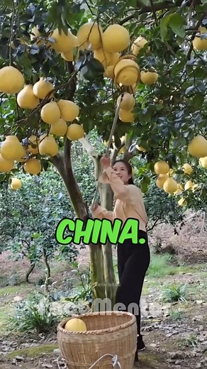 The World’s Largest Orange: China’s Juicy Giant! #LargestOrange #ChineseFarming #JuicyFruit #AgricultureMarvel #WorldRecords | Fact Mentor
